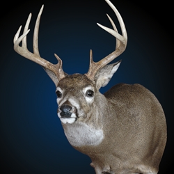 TASCO Full Sneak Wall Mount Deer Manikin