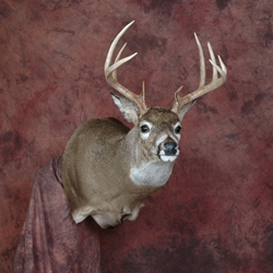 CAD Full Sneak Wall Mount Deer Manikin